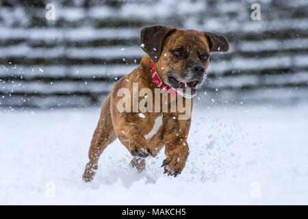 Chien heureux tournant et jouent dans la neige, Royaume-Uni Banque D'Images