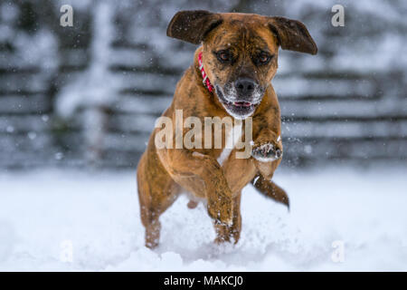 Chien heureux tournant et jouent dans la neige, Royaume-Uni Banque D'Images