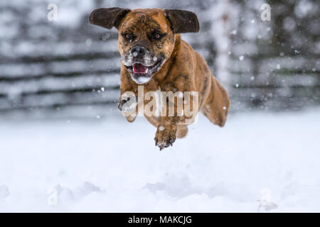 Chien heureux tournant et jouent dans la neige, Royaume-Uni Banque D'Images