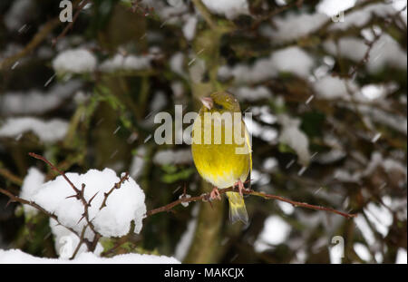 Verdier (Carduelis chloris) perché in Snowy Woods, Royaume-Uni Banque D'Images