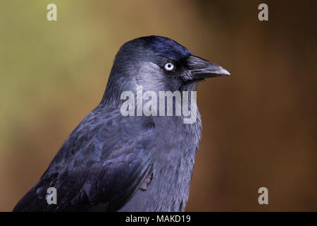 Choucas (Corvus monedula) portrait de la tête, Gloucestershire, Royaume-Uni Banque D'Images