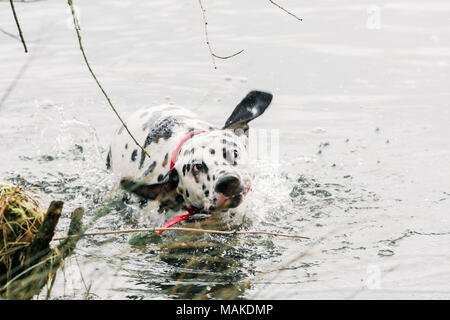 Chien dalmatien jouant dans l'eau et la natation en promenade dans la campagne, UK Banque D'Images