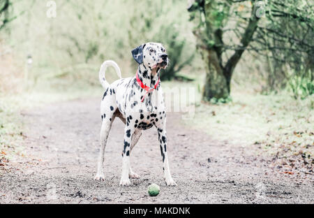 Chien dalmatien en promenade dans la campagne, UK Banque D'Images