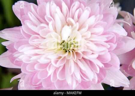 Une vue du haut vers le bas d'une fleur Dahlia rose clair Banque D'Images