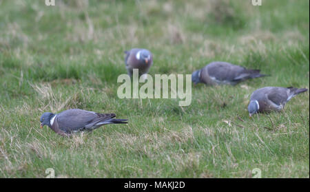 Des ramiers (Columba palumbus) se nourrissent de nouvelles pousses d'herbe au début du printemps. Les marais d'OARE OARE, Faversham, Kent Banque D'Images