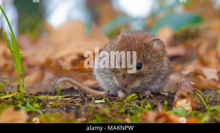 Campagnol roussâtre (Clethrionomys glareolus) cachant entre les feuilles d'automne dans l'habitat forestier naturel Banque D'Images