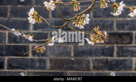 Wuxi, Wuxi, Chine. 2ème apr 2018. Wuxi, Chine 2e avril 2018 : une vue sur les cerisiers en fleurs à la tête de la tortue Yuantouzhu (Isle) scenic spot de Wuxi, Jiangsu Province de Chine orientale. Wuxi, une ville caractérisée par ses belles rivières, le célèbre lac Taihu, villages charmants et historiques, jardins de thé mélange continue de l'évolution moderne avec sa culture traditionnelle. Crédit : SIPA Asie/ZUMA/Alamy Fil Live News Banque D'Images