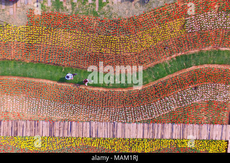 Nanjing, Nanjing, Chine. 2ème apr 2018. Nanjing, Chine 2e avril 2018 : Tulipes fleurir à Nanjing, Jiangsu Province de Chine orientale. Crédit : SIPA Asie/ZUMA/Alamy Fil Live News Banque D'Images