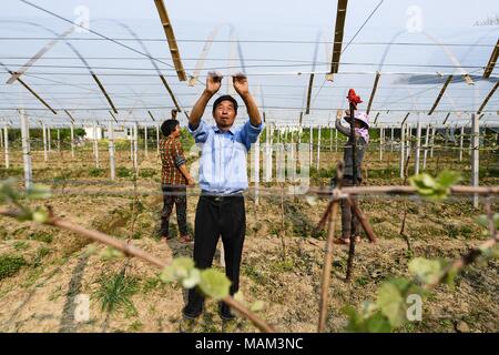 Wuxi, Province de Jiangsu. 2ème apr 2018. Les villageois travaillent à un raisin jardin dans villa Village de Xizhu dans Canton Guangzhou, province de Jiangsu est de la Chine, le 2 avril 2018. En raison de grands efforts du village Baita dans l'élaboration de son environnement, de la culture et du tourisme, le village a attiré plus de 1 millions de visiteurs par an, dont le revenu par habitant des villageois d'atteindre 38 000 yuans (environ 6 052 dollars américains). Credit : Ji Chunpeng/Xinhua/Alamy Live News Banque D'Images