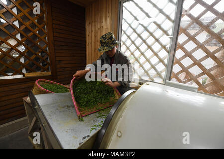 Wuxi, Province de Jiangsu. 2ème apr 2018. Un villageois de feuilles de thé dans les processus d'Xizhu Haus Village Canton de Changzhou, Jiangsu Province de Chine orientale, le 2 avril 2018. En raison de grands efforts du village Baita dans l'élaboration de son environnement, de la culture et du tourisme, le village a attiré plus de 1 millions de visiteurs par an, dont le revenu par habitant des villageois d'atteindre 38 000 yuans (environ 6 052 dollars américains). Credit : Ji Chunpeng/Xinhua/Alamy Live News Banque D'Images