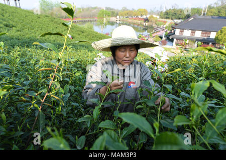 Wuxi, Province de Jiangsu. 2ème apr 2018. Un villageois choisit les feuilles de thé dans la région de Holiday Village d'Xizhu dans Canton Guangzhou, province de Jiangsu est de la Chine, le 2 avril 2018. En raison de grands efforts du village Baita dans l'élaboration de son environnement, de la culture et du tourisme, le village a attiré plus de 1 millions de visiteurs par an, dont le revenu par habitant des villageois d'atteindre 38 000 yuans (environ 6 052 dollars américains). Credit : Ji Chunpeng/Xinhua/Alamy Live News Banque D'Images