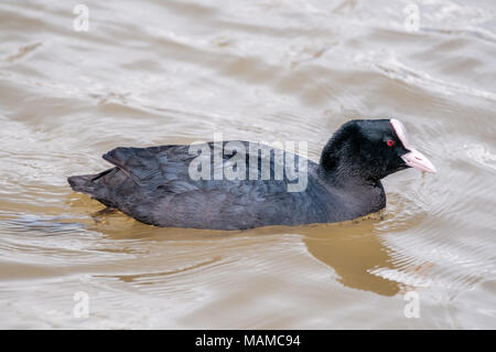 Foulque macroule, Fulica atra, l'eau, natation, nage, Empordà Aiguamolls, Catalogne, Espagne Banque D'Images