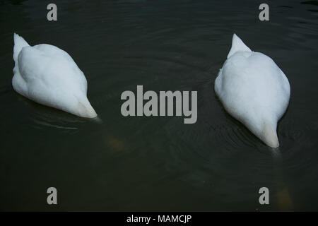 Beau couple de cygnes blancs la pêche dans le lac Banque D'Images