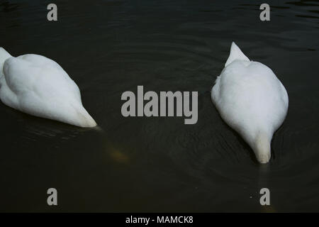 Beau couple de cygnes blancs la pêche dans le lac Banque D'Images