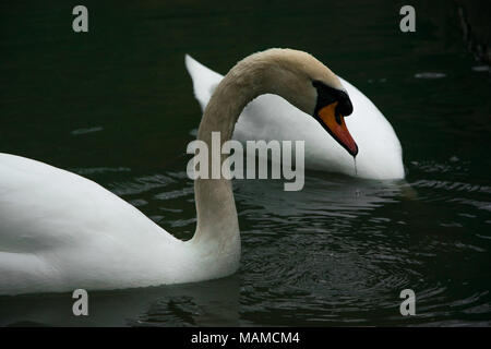 Beau cygne blanc dans le lac de pêche, de l'espace pour le texte Banque D'Images