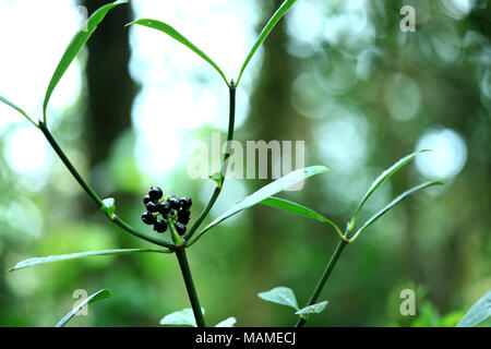 Fleurs sauvages en forêt en pleine floraison au printemps dans une clairière de la forêt illuminée avec de belles teintes de couleur macro avec un soft focus. Banque D'Images