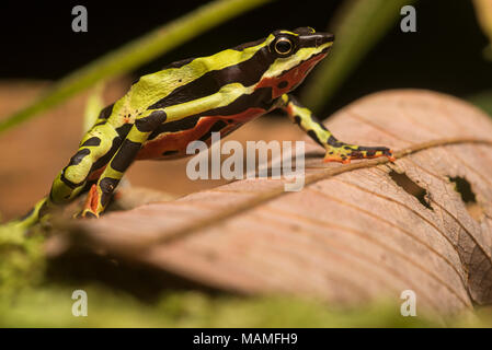 Une stubfoot crapaud, Atelopus pulcher, endémique au Pérou. Les populations de cette espèce ont chuté et il est en danger d'extinction. Banque D'Images