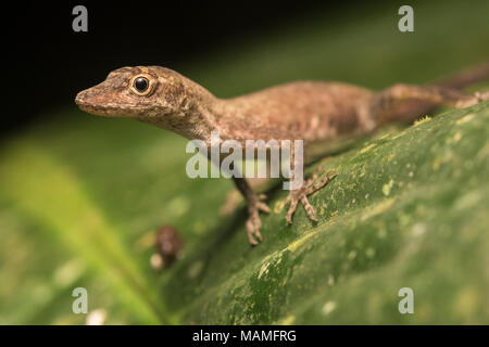 Une forêt brown anole assis sur une feuille dans la jungle du Pérou. Banque D'Images