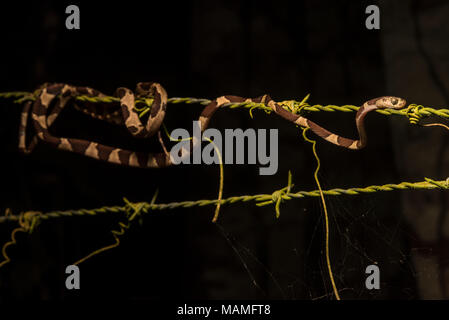 Un serpent (Imantodes sa tête) cenchoa ou enroulé sur un barb-wire fence qui longe la forêt tropicale. Banque D'Images
