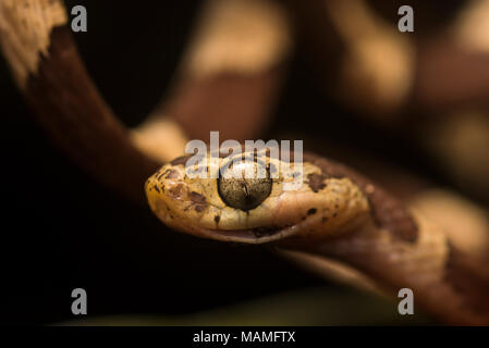 Une grande femelle serpent tête émoussé (Imantodes cenchoa) à partir de la jungle péruvienne. Cette espèce a d'immenses yeux et chasse les lézards de couchage. Banque D'Images