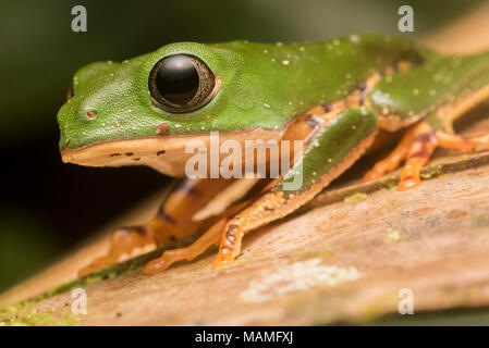 Un tigre jambe grenouille d'arbre de près de Tarapoto, Pérou. Cette espèce vit dans les arbres et peut être trouvé dans l'Amazonie en Amérique du Sud. Banque D'Images