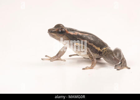 Bien que pas aussi coloré que beaucoup de fusée, les grenouilles et surtout les los Tayos grenouille rocket sont toujours très charismatique. Isolé sur blanc. Banque D'Images