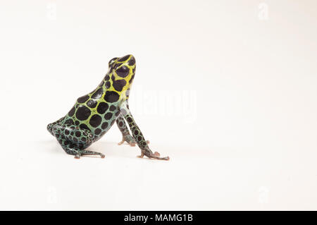 Un poison frog splash back (Ranitomeya variabilis) est l'une des vignettes minuscules grenouilles poison. Il ressemble à R. imitateur, un mimic mullerian. Banque D'Images