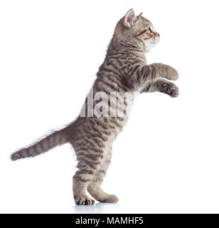 Cat kitten est debout, vue de côté isolé sur un fond blanc. Banque D'Images