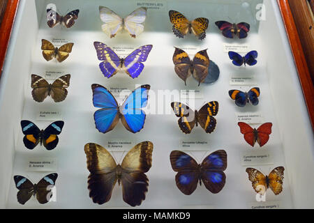 Butterfly display cabinet au Natural History Museum à Tring, UK. Banque D'Images