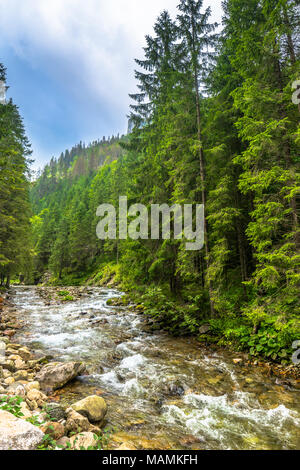 Ruisseau de montagne ou d'une rivière en montagne, paysage Banque D'Images