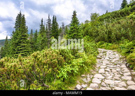 Paysage vert avec piste de montagne en pleine nature, avec des pierres de la route menant au bosquet de pins et sapins en highlands Banque D'Images