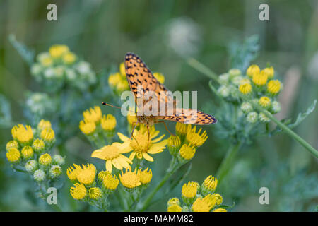 Dark Green Fritillary Argynnis aglaja ; papillon sur fleur unique ; Cornwall UK Banque D'Images