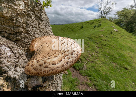 Selle Polyporus squamosus dryades ; de plus en plus sur un arbre ; Yorkshire UK Banque D'Images