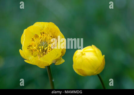 Trollius europaeus Globeflower ; floraison Cumbria UK ; Banque D'Images