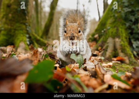 L'écureuil gris Sciurus carolinensis ; manger unique ; Cornwall UK Banque D'Images