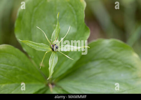 Herb Paris ; Paris quadrifolia Fleur et Berry Cumbria UK ; Banque D'Images