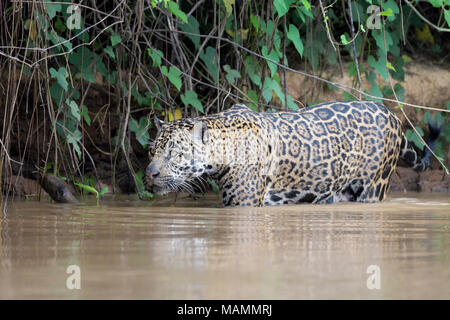 Jaguar (Panthera onca) la chasse dans l'eau des îles Caïmanes, Pantanal, Mato Grosso, Brésil Banque D'Images