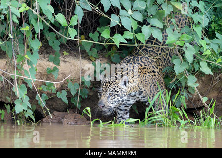 Jaguar (Panthera onca) la descente de rivière dans l'eau, Pantanal, Mato Grosso, Brésil Banque D'Images