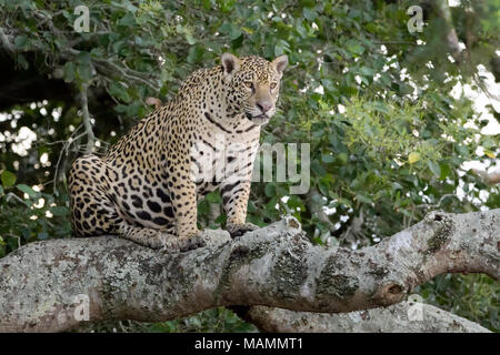 Jaguar (Panthera onca) assis sur une branche d'arbre, Pantanal, Mato Grosso, Brésil Banque D'Images