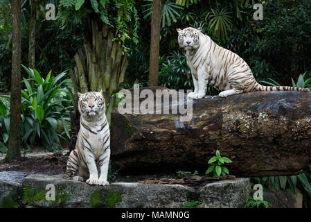 Deux tigres dans la jungle. Une paire de tigres du Bengale blancs sur fond naturel Banque D'Images