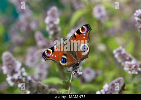 Papillon paon ; Aglais io seul sur fleur Banque D'Images