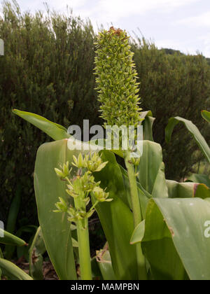 Eucomis pallidiflora Ananas géant, Fleur d'Ananas géant Lily, Asparagacées dans les semences, en Afrique du Sud Banque D'Images