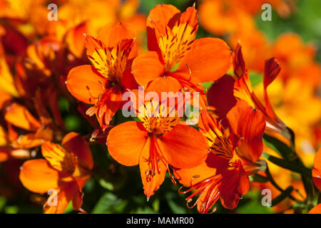 Lis des Incas, l'Alstroemeria aurea (Guldasltrömeria) Banque D'Images