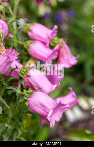 Canterbury Bells, Mariaklocka (Campanula medium) Banque D'Images