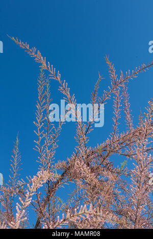 Cèdre, Rosentamarisk sel (Tamarix ramosissima) Banque D'Images