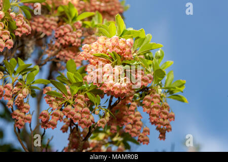 Redvein enkianthus, Klockbuske (Enkianthus campanulatus) Banque D'Images