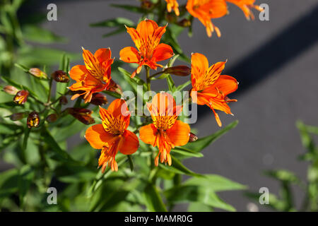 Lis des Incas, l'Alstroemeria aurea (Guldasltrömeria) Banque D'Images