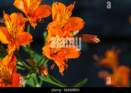 Lis des Incas, l'Alstroemeria aurea (Guldasltrömeria) Banque D'Images