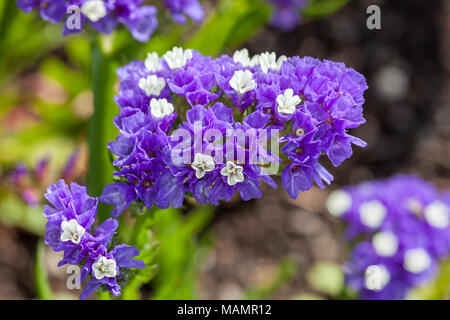 Örkblå', 'MStatice Limonium sinuatum (RISP) Banque D'Images