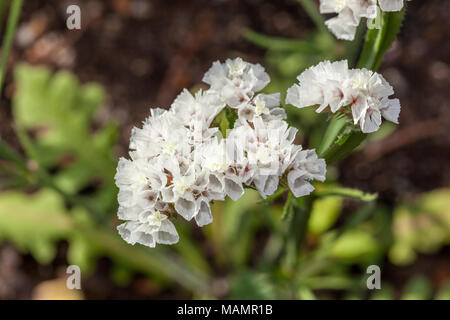 'Vit', Statice Limonium sinuatum (RISP) Banque D'Images